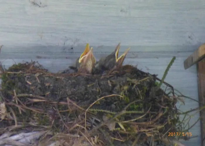 לינה וארוחת בוקר Wiersse 68