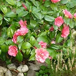 Wiersse 68 3*